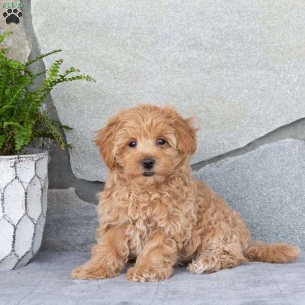 Emma, Maltipoo Puppy